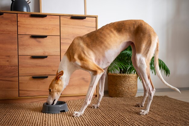 Perro galgo comiendo comida en casa