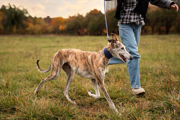 Perro galgo disfrutando de su paseo