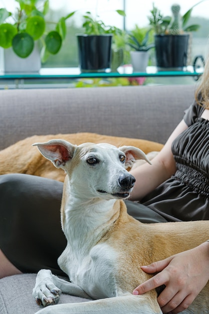 Perro galgo sentado en el sofá con el propietario