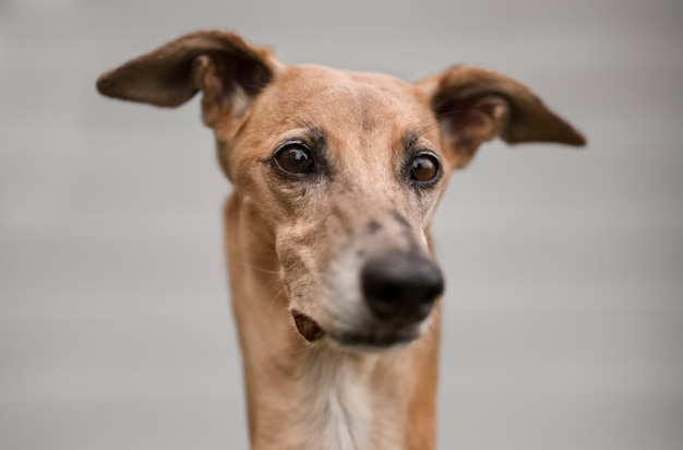 Foto gratuita perro galgo de vista frontal con fondo borroso