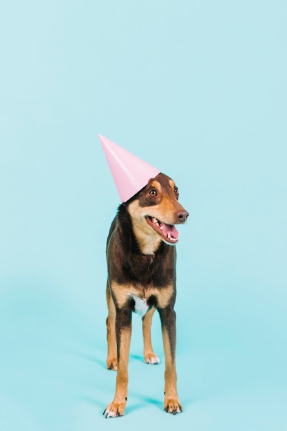 Foto gratuita perro con gorro de fiesta