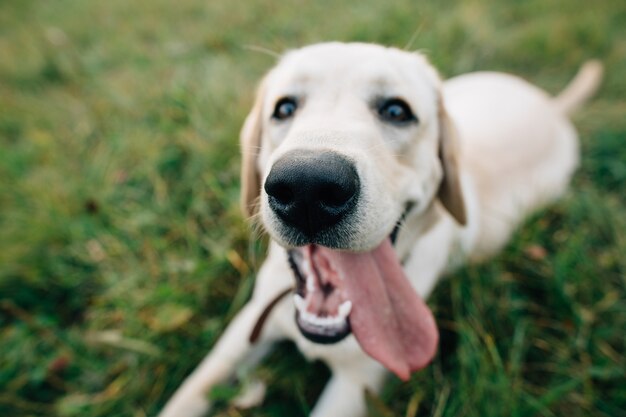 Perro gracioso Labrador con la boca abierta y la lengua larga.