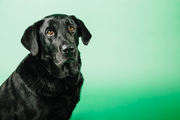 Perro gracioso sobre fondo verde