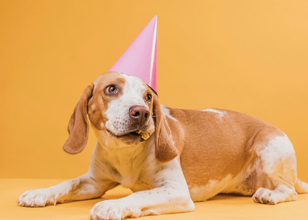 Perro gracioso con sombrero de fiesta mirando a otro lado