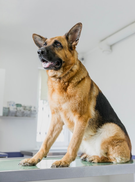 Perro grande con la boca abierta en la clínica veterinaria