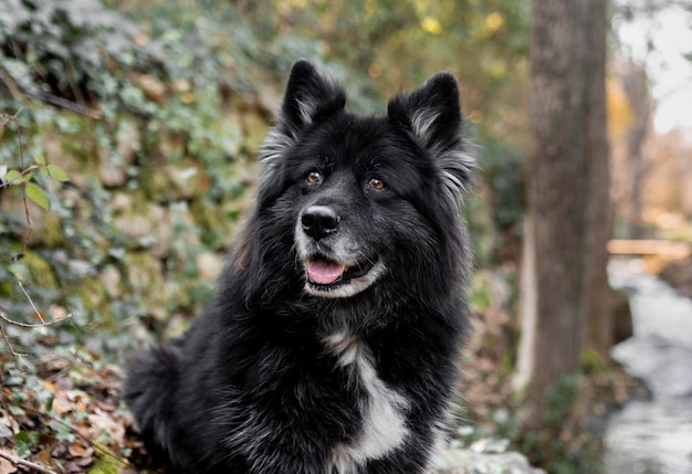 Perro grande feliz en la naturaleza