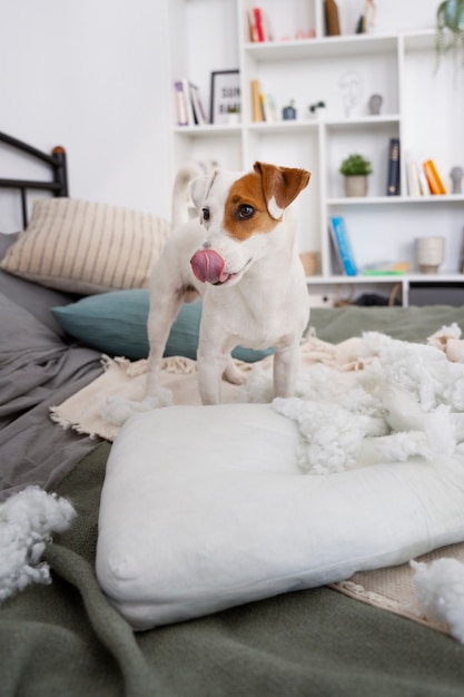 Perro haciendo un lío en el dormitorio