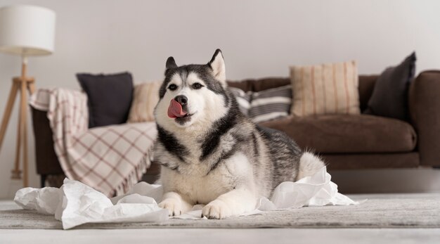 Perro haciendo un lío con papel higiénico