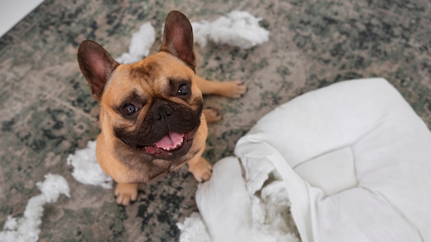 Perro haciendo lío en el piso alto ángulo