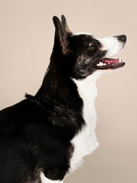 Perro Happy Cardigan Welsh Corgi