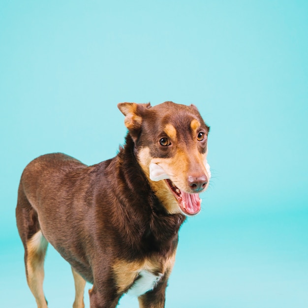 Foto gratuita perro con hueso en la boca