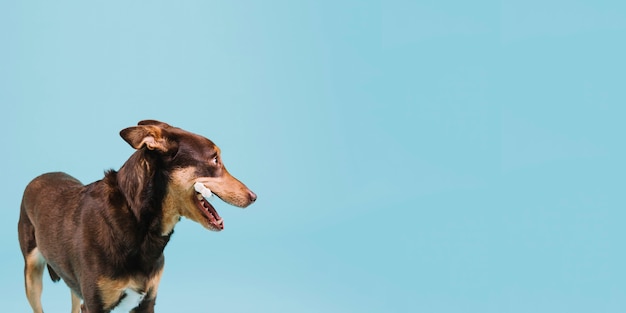 Perro con hueso en la boca