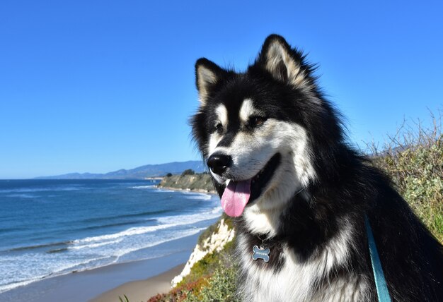 Perro husky blanco y negro dulce sentado en acantilados sobre el océano