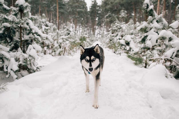 Perro husky caminando en el bosque de pinos nevados en día frío de invierno