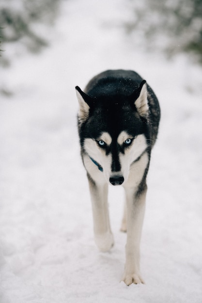 Perro Husky caminando sobre la nieve en un día frío de invierno
