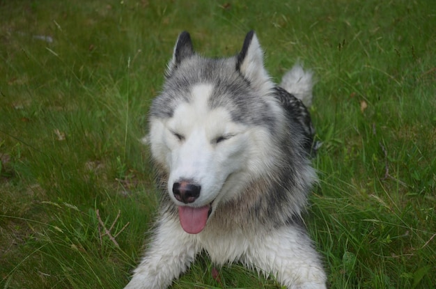 Perro husky siberiano con una gran sonrisa en su rostro.