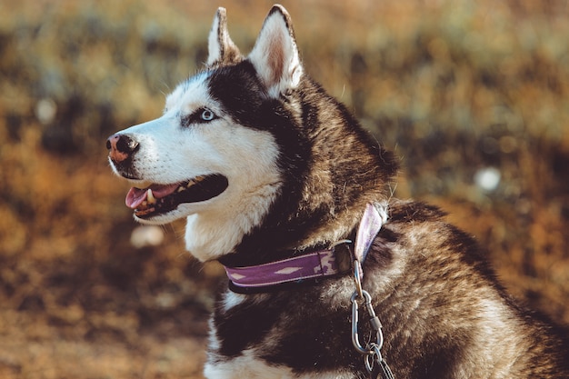 Foto gratuita perro husky