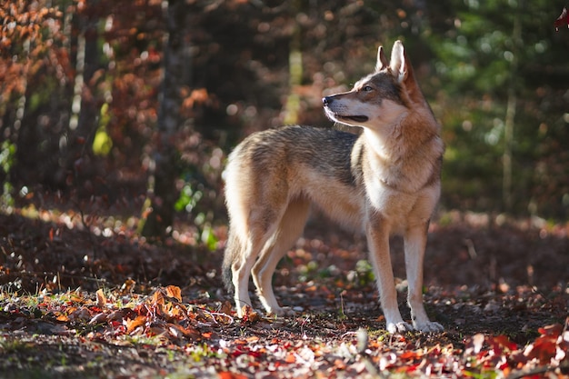 Foto gratuita perro inuit del norte en bosque otoñal