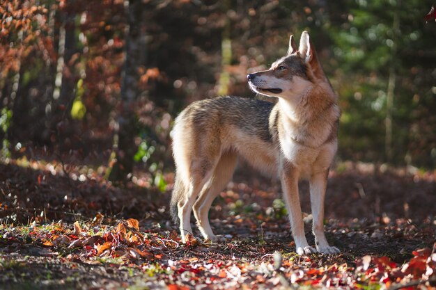 Perro Inuit del norte en bosque otoñal