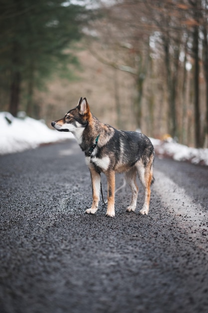 Foto gratuita perro inuit del norte en la carretera