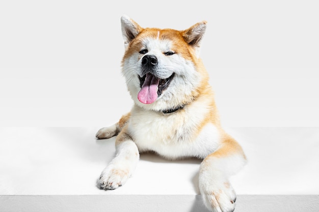 Perro joven Akita-Inu está planteando. Lindo perrito o mascota de braun blanco está mintiendo y parece feliz aislado sobre fondo blanco. Foto de estudio. Espacio negativo para insertar su texto o imagen. Vista frontal.