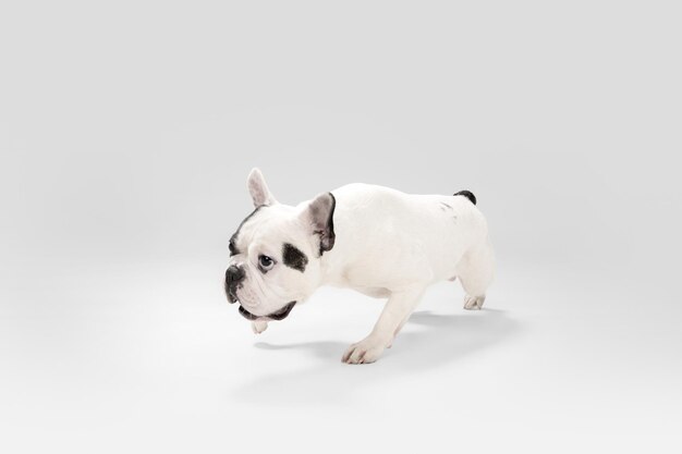Perro joven Bulldog francés está planteando Lindo perrito blanco negro juguetón o mascota sobre fondo blanco Concepto de movimiento de acción de movimiento