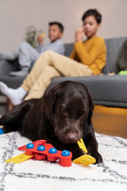 Perro jugando en una casa sucia