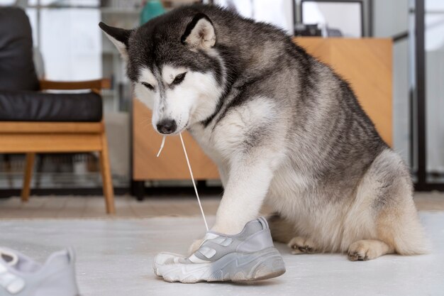 Perro jugando con cordones en casa