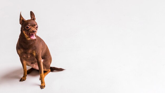 Perro de juguete ruso marrón con lengua sentado sobre fondo blanco