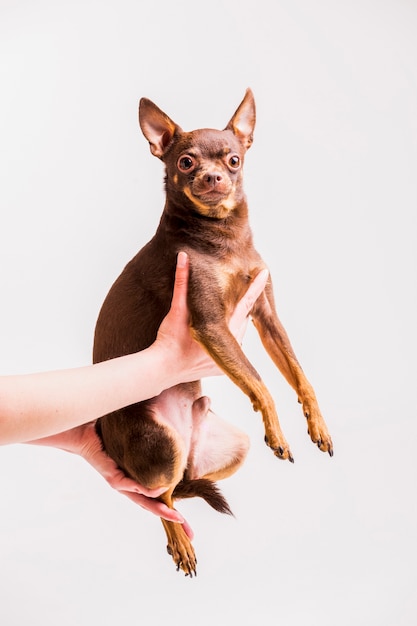 Perro de juguete ruso marrón que se sienta en la mano de la persona