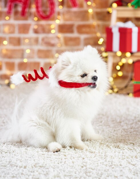 Perro juguetón con gorro de Papá Noel