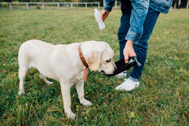 Perro labrador bebe agua de bebedores