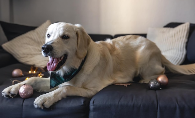 Foto gratuita perro labrador blanco en el sofá entre el espacio de copia de decoración navideña