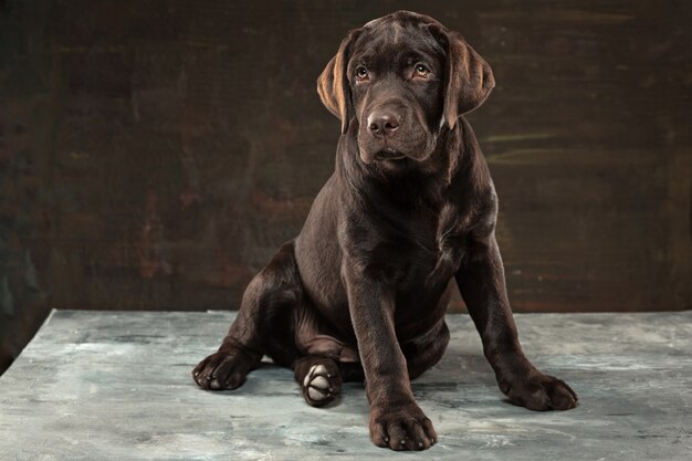 Perro Labrador negro tomado contra un fondo oscuro.