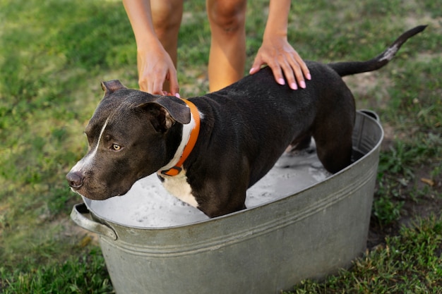 Foto gratuita perro de lavado de manos de alto ángulo