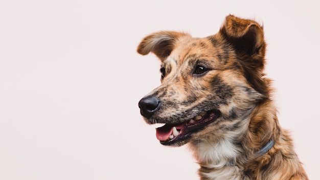 Perro con lengua fuera copia espacio mirando a otro lado