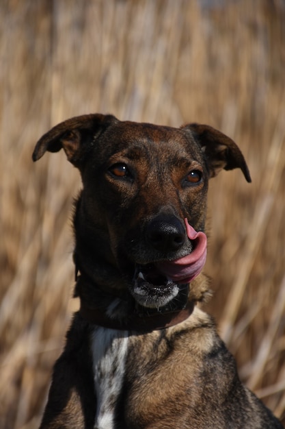 Perro con lengua rosada lamiendo su nariz y boca.