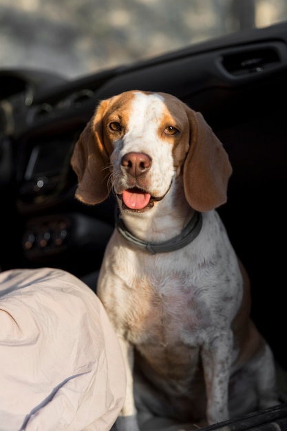 Perro lindo de alta vista en el coche