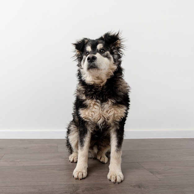 Perro lindo de alto ángulo en casa