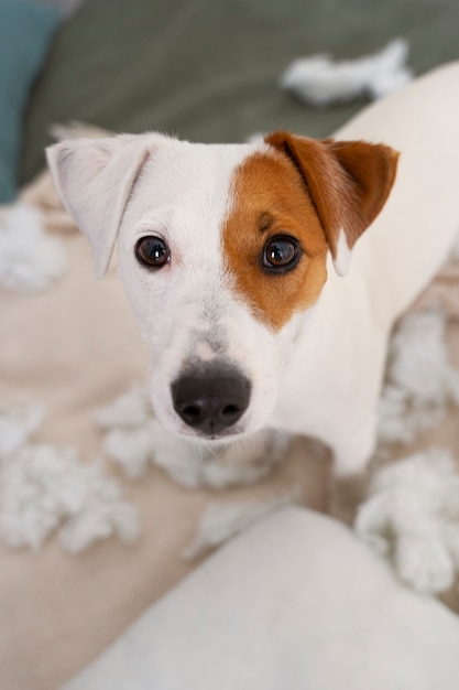 Foto gratuita perro lindo de alto ángulo haciendo un lío