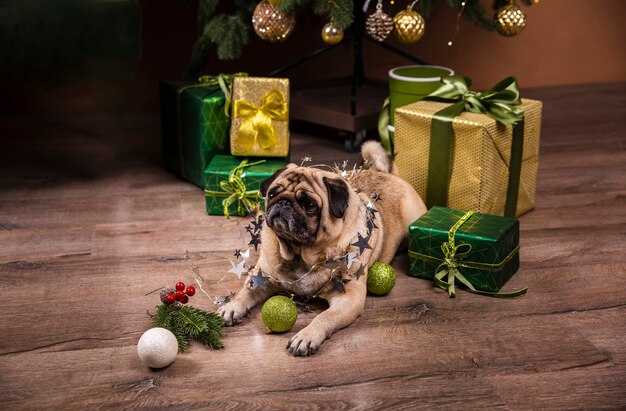 Perro lindo de alto ángulo mirando regalos