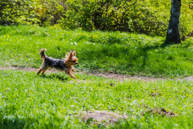 Perro lindo corriendo en el parque