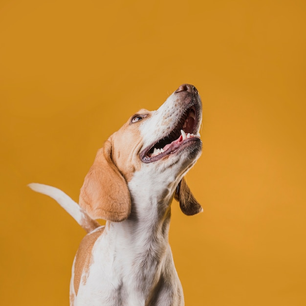 Perro lindo feliz mirando hacia arriba