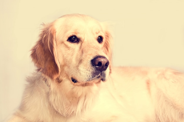 Perro lindo del golden retriever.