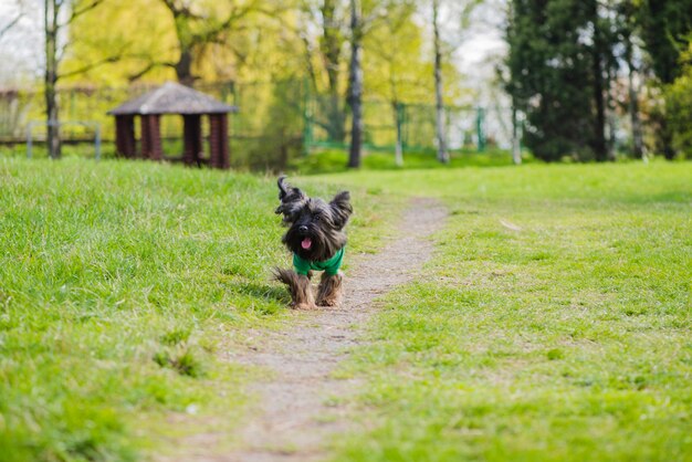 Perro lindo en el parque