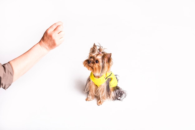 Un perro lindo que mira la mano de la persona aislada en el fondo blanco