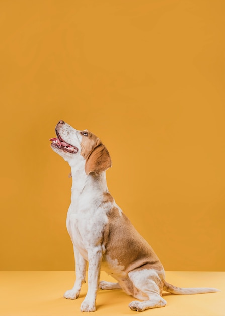 Perro lindo sonriente mirando hacia arriba