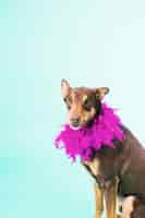 Foto gratuita perro listo con plumas por cuello