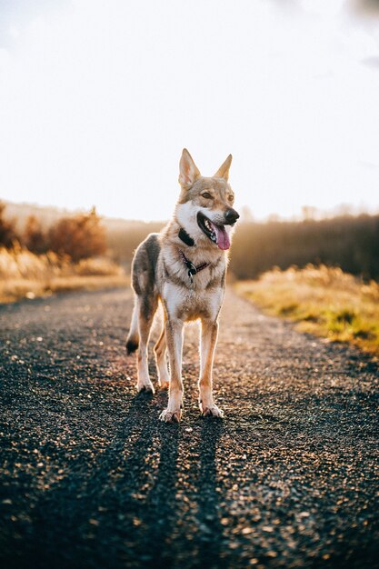 perro lobo con un fondo de atardecer épico