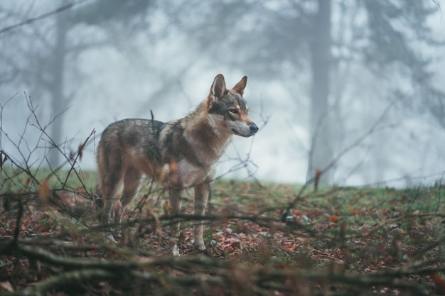 Un perro lobo marrón y blanco con una mirada feroz en medio de las hojas y las ramas de los árboles.